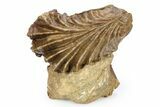 Jurassic Oyster (Lopha) Fossil - Germany #383617-1